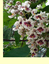 Катальпа бигнониевидная, или обыкновениая (Catalpa bignonioides Walt.) Катальпа бигнониевидная, или обыкновениая (Catalpa bignonioides Walt.)